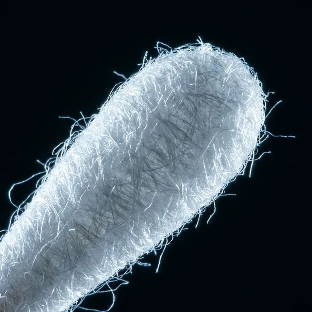 Urogenital swab sample collection